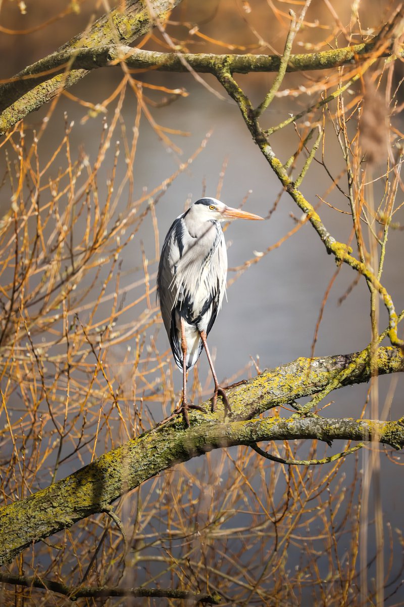 VisualsbySauter's tweet image. Here is the beautiful Grey Heron I took just last week, perched perfectly posing for my camera, So excited for this 📸
@CanonUKandIE @WildlifeMag @WildlifeTrusts @World_Wildlife @BBCSpringwatch @Natures_Voice