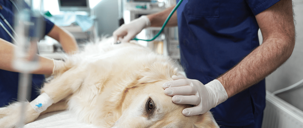 The updated RECOVER guidelines represent a vital step forward in the advancement of veterinary CPR, emphasizing the importance of evidence-based practices in improving outcomes for pets experiencing cardiopulmonary arrest. Learn more from <a href="/The_NAVC/">NAVC</a>: hubs.la/Q03cP4jG0
