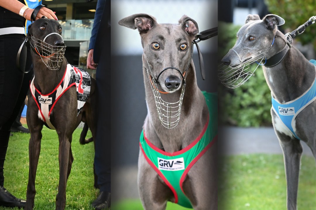 WatchDog Racing (@watchdogracing) on Twitter photo All eyes will be on race eight tonight at <a href="/MelbourneGreys/">Melbourne Greyhounds - The Meadows</a> as Tim Zoo, Hector Fawley and Mepunga Smokey do battle.
Lisa Cockerell gave us an update on Hector Fawley and his return to the track 👇
watchdog.grv.org.au/media/view/g78… All eyes will be on race eight tonight at <a href="/MelbourneGreys/">Melbourne Greyhounds - The Meadows</a> as Tim Zoo, Hector Fawley and Mepunga Smokey do battle.
Lisa Cockerell gave us an update on Hector Fawley and his return to the track 👇
watchdog.grv.org.au/media/view/g78…