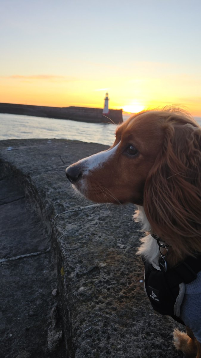 All items are now up on Ebay if you'd prefer to use it for buying ebay.co.uk/itm/1568371978…

Just go on the seller profile to see the other items.

Just been hit with another load of vet bills so any shares would be appreciated 🥺