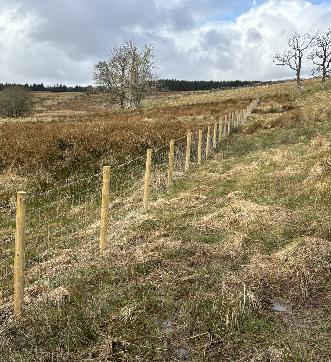 Been a busy winter.

Created loads of new habitats, including woodland, scrub, and wetlands.

We’ve changed the farm from 12 fields to over 50 - gives us loads of edge habitats and way more grazing cells.