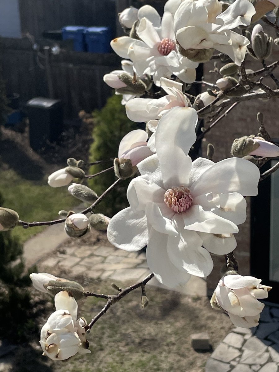 Andrea Guthmann (@andreaguthmann) on Twitter photo Spring has arrived, #Chicago! 🌷While you’re out enjoying this beautiful day, catch up on what’s been happening this week with <a href="/svalicea/">Simone Alicea</a> <a href="/AlexNitkin/">Alex Nitkin</a> & <a href="/NaderDIssa/">Nader Issa</a> <a href="/WBEZreset/">Reset with Sasha-Ann Simons</a> 📻@wbez wbez.org/reset-with-sas… Spring has arrived, #Chicago! 🌷While you’re out enjoying this beautiful day, catch up on what’s been happening this week with <a href="/svalicea/">Simone Alicea</a> <a href="/AlexNitkin/">Alex Nitkin</a> & <a href="/NaderDIssa/">Nader Issa</a> <a href="/WBEZreset/">Reset with Sasha-Ann Simons</a> 📻@wbez wbez.org/reset-with-sas…