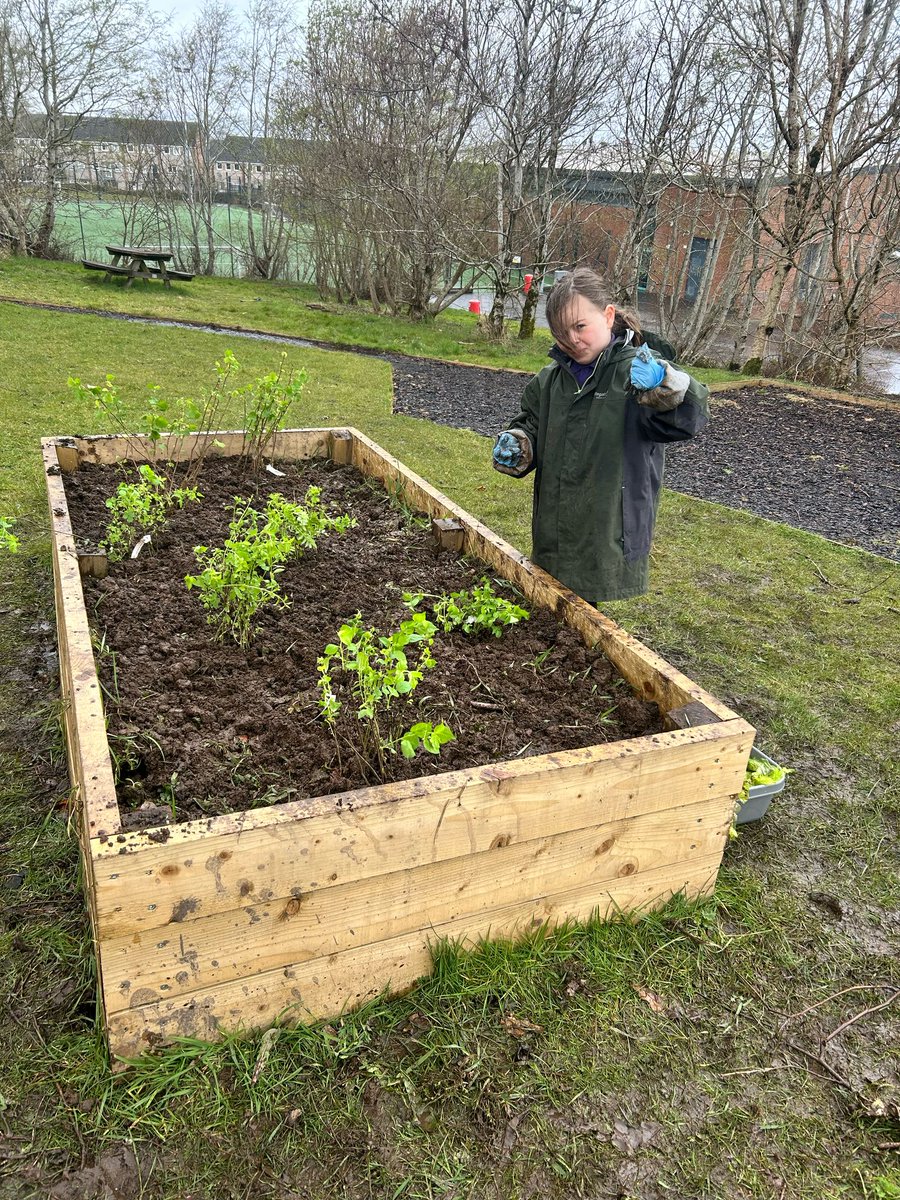 Anne Dougan (@annedougan5) on Twitter photo Our wee gardeners were busy helping Ms Millar plant our new trees today! Teamwork!! #outdoorlearning <a href="/ASP180/">All Saints Primary School, Greenock</a> Our wee gardeners were busy helping Ms Millar plant our new trees today! Teamwork!! #outdoorlearning <a href="/ASP180/">All Saints Primary School, Greenock</a>