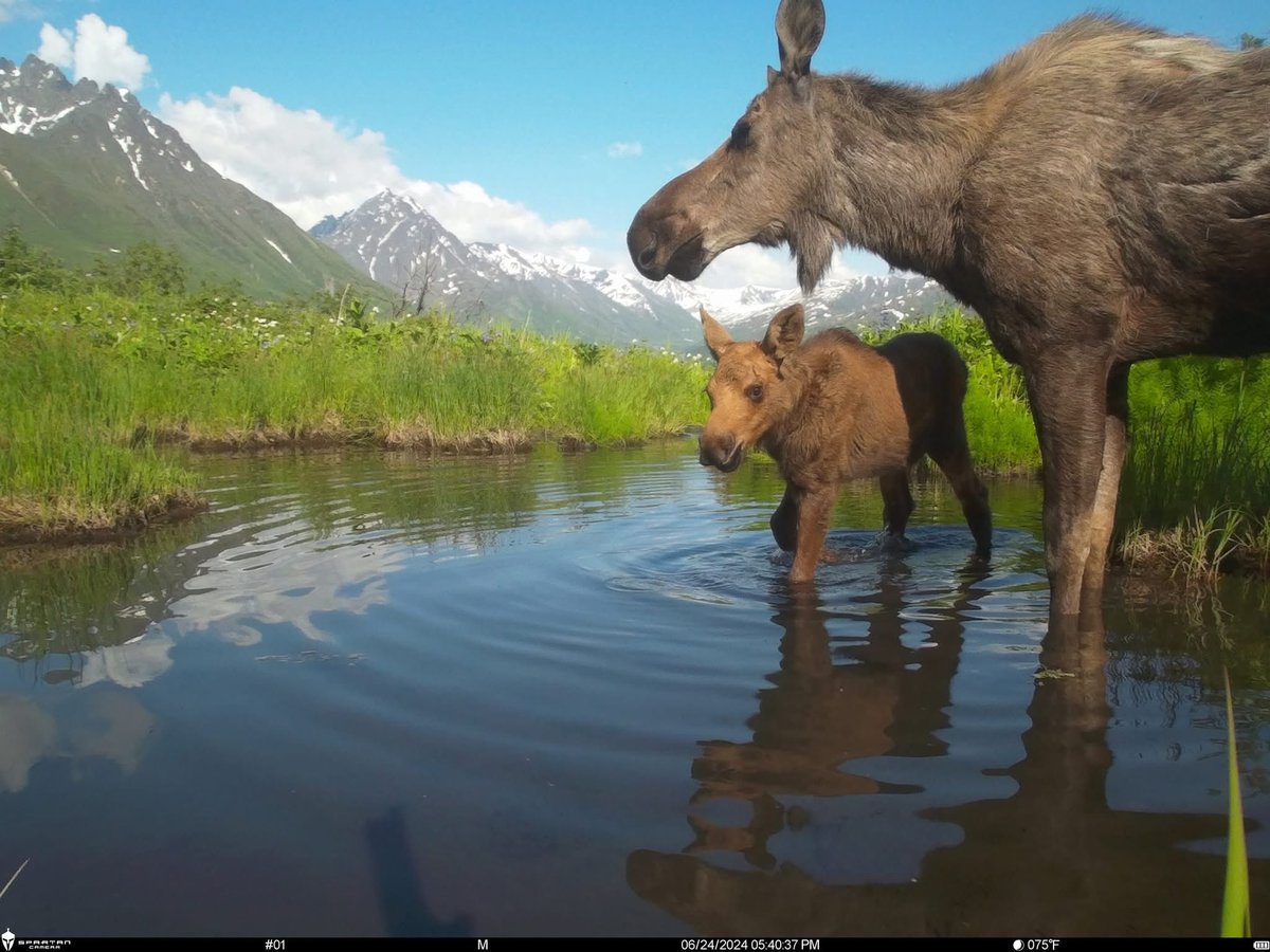 trailcam (@trail_cams) on Twitter photo 