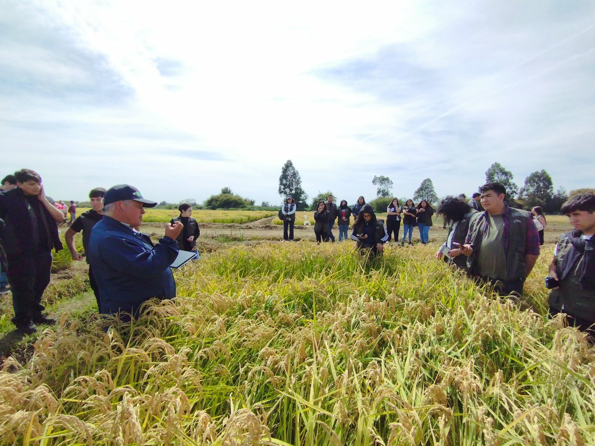 Karla Cordero Lara (@kcordero_lara) on Twitter photo Hoy los alumn@s de la carrera de ingeniera agricola de <a href="/SantoTomas_ST/">Santo Tomás</a> de Curicó, pudieron ver in situ toda la teoría de las clases de genética hechas realidad en el PMG arroz de <a href="/iniachile/">INIA Chile</a> esta nueva generación transmitirá las bondades del arroz más austral del mundo 🌍 🌾👌🏅 Hoy los alumn@s de la carrera de ingeniera agricola de <a href="/SantoTomas_ST/">Santo Tomás</a> de Curicó, pudieron ver in situ toda la teoría de las clases de genética hechas realidad en el PMG arroz de <a href="/iniachile/">INIA Chile</a> esta nueva generación transmitirá las bondades del arroz más austral del mundo 🌍 🌾👌🏅