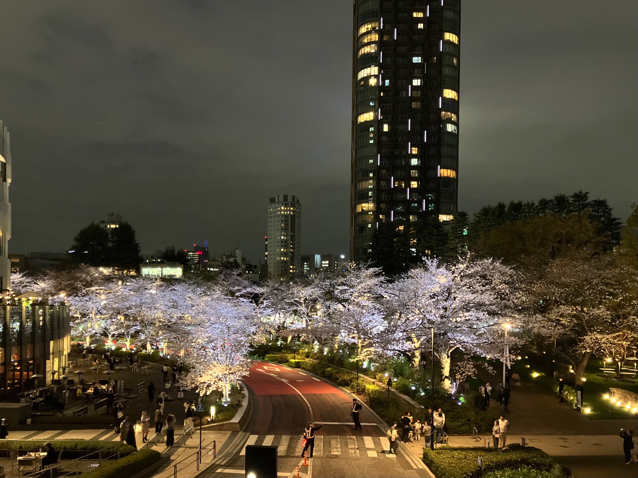 CX-5と行く「寒風山」満開の桜並木ツーリング。 | 本命と都合の