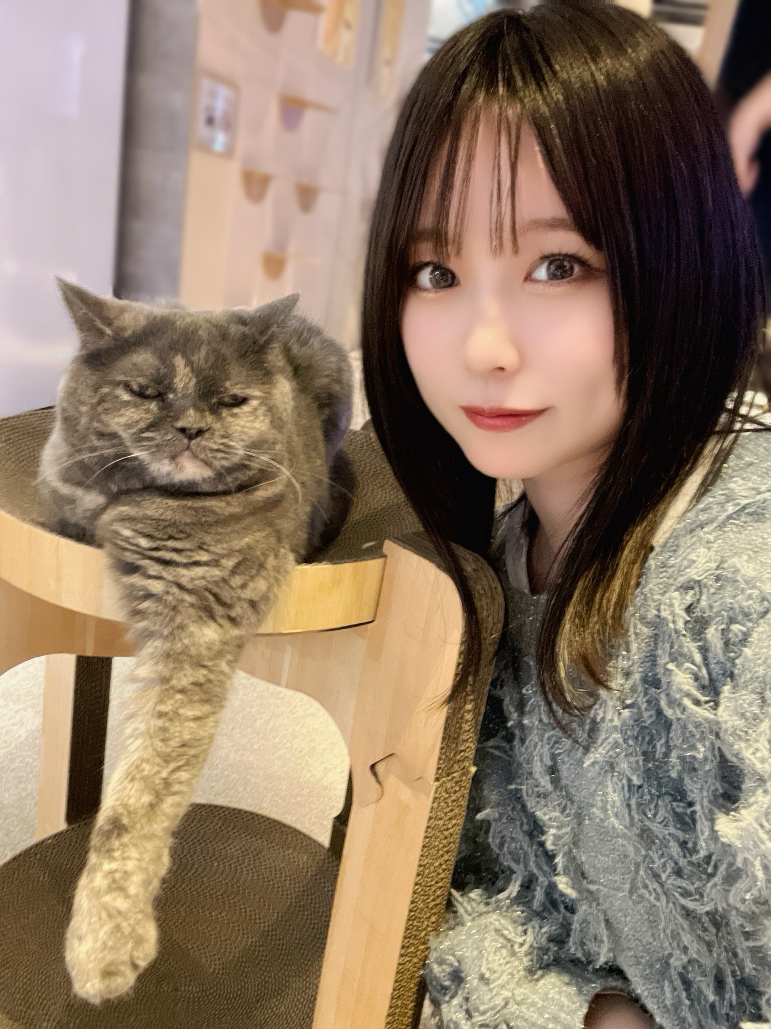 エキゾチックショートヘアの子猫を探す（26ページ目）｜子猫