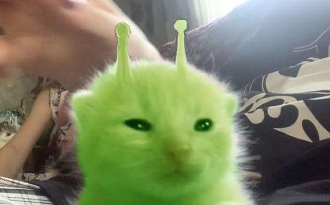 Punch Cat (@punchingcat) on Twitter photo 