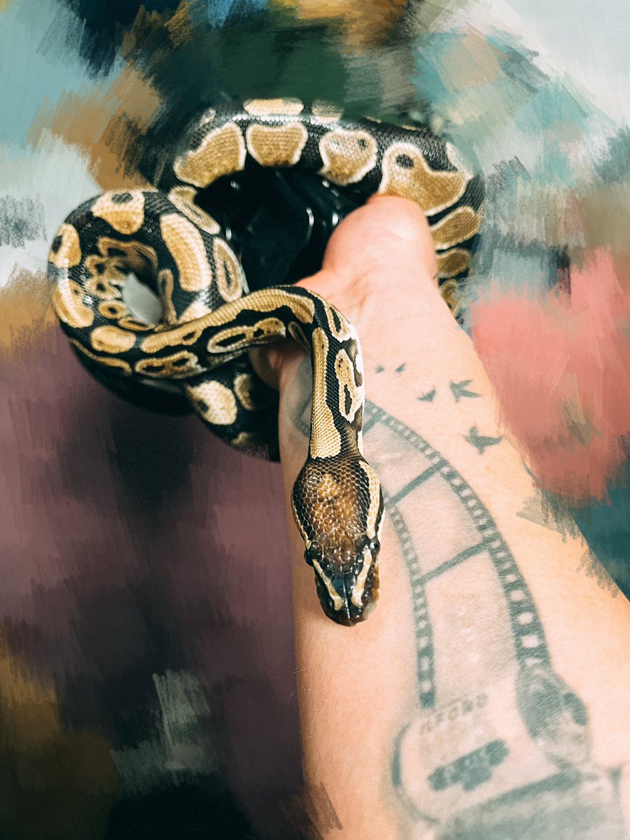 小島樹 tweet media