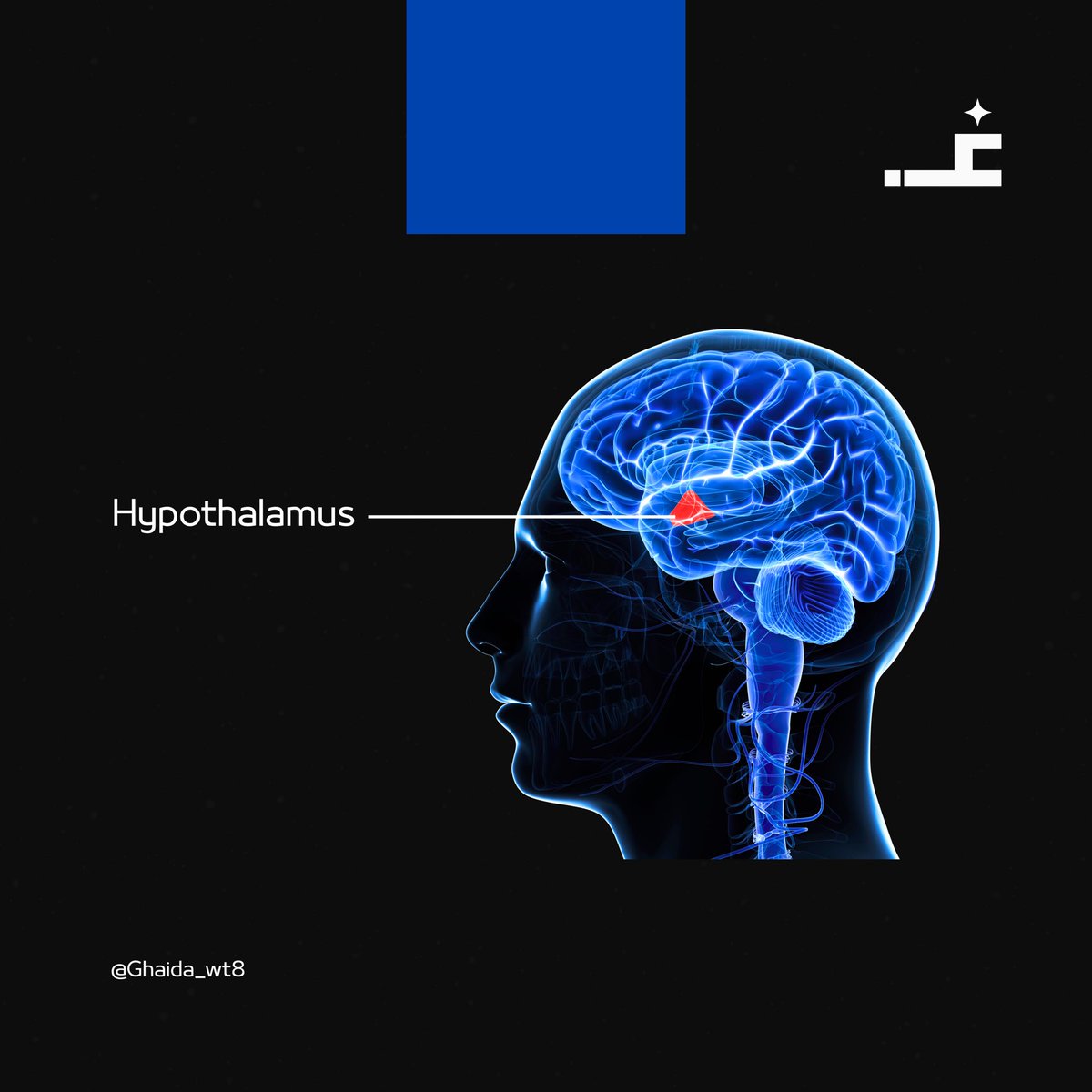 معلومة سريعة تعلمناها في الـ Physiology

يوجد في دماغنا جزء يُسمى الوطاء (Hypothalamus) هو مركز التحكم بالجهاز العصبي الذاتي، يراقب تغيرات الجسم مثل درجة الحرارة وغيرها

بعد الرياضة، يرسل إشارات لتحفيز التعرق، وعند البرد، يحفز الارتعاش لتوليد الحرارة!

نعمة من نعم الله الخفيّة ✨