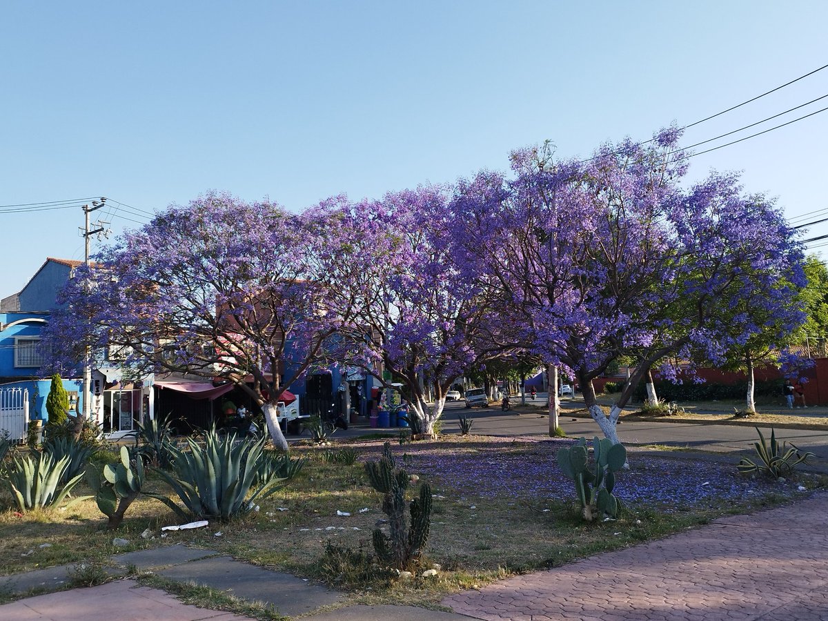 asu_mich64539's tweet photo. #JacarandaAzteca @JorgeNikaidoB @MLMSalinas @RicardoBSalinas 
De paseo con una vista hermosa 
19.271992,-98.855347 https://t.co/EYUyIZK0Jl