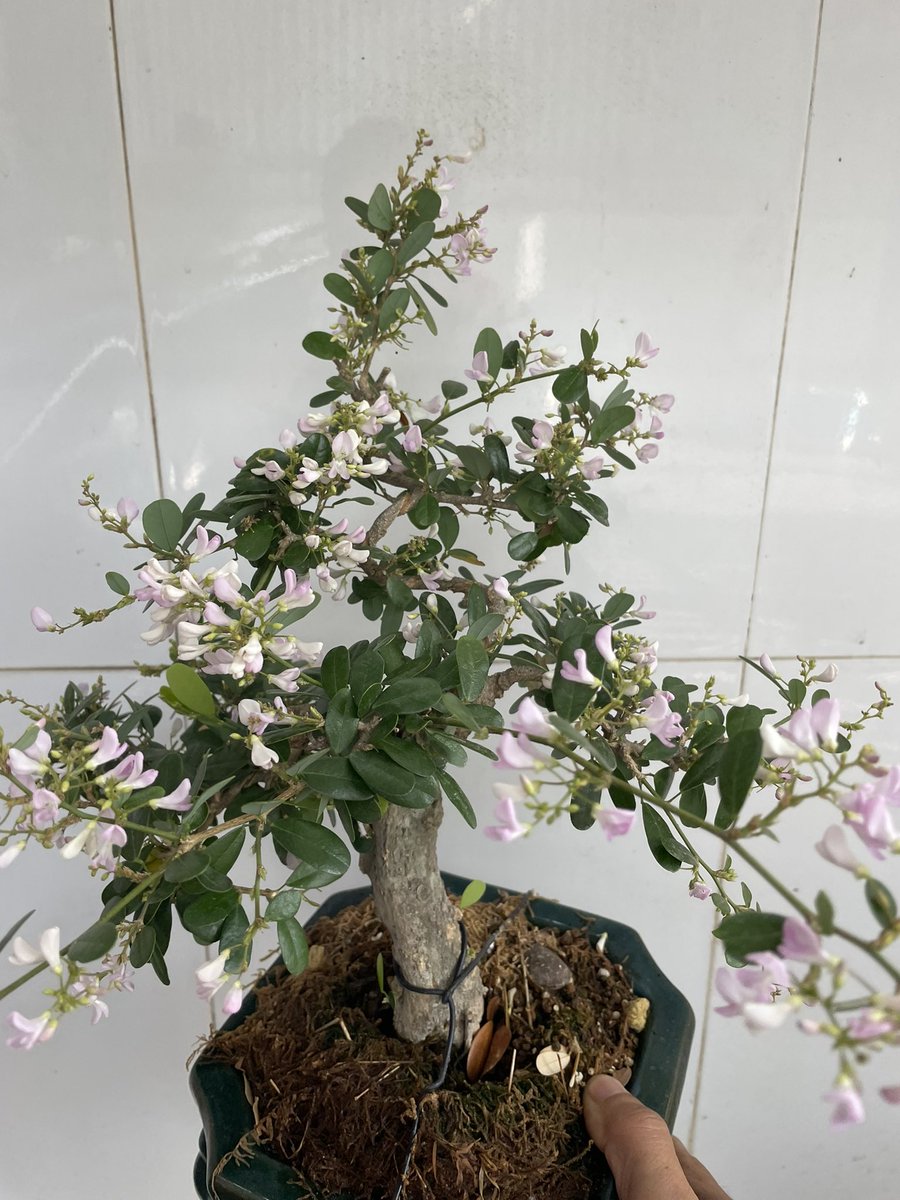 Mồng một đầu tháng chúc mọi người đều mạnh khỏe vui vẻ hạnh phúc và thành công