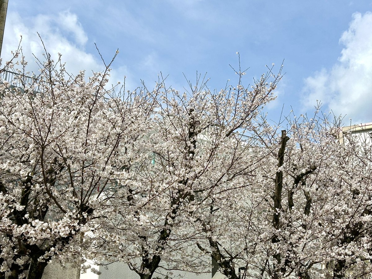 今日もお花見出来そう🌸