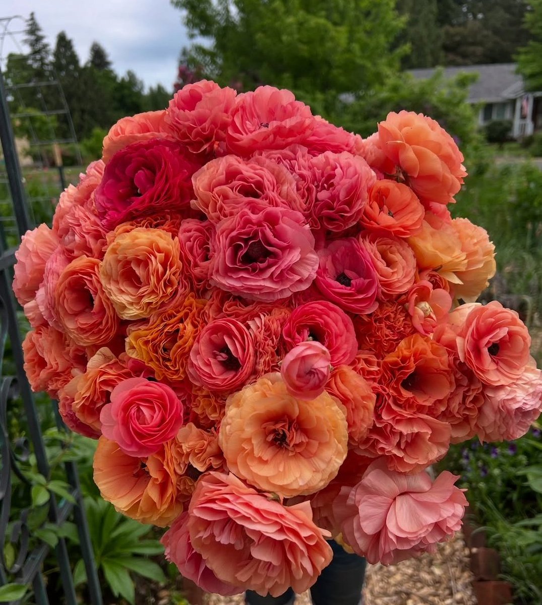 Good Morning Friends..!! 🌸🌷