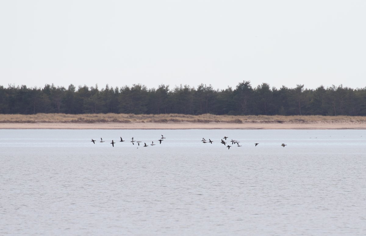 Jonathan Farooqi (@jonathanfarooqi) on Twitter photo Steller's Eiders on Saaremaa Island, Estonia on 9 March. We had very good scope views at two sites and a total of 87 birds overall. <a href="/OrioleBirding/">Oriole Birding</a> Steller's Eiders on Saaremaa Island, Estonia on 9 March. We had very good scope views at two sites and a total of 87 birds overall. <a href="/OrioleBirding/">Oriole Birding</a>