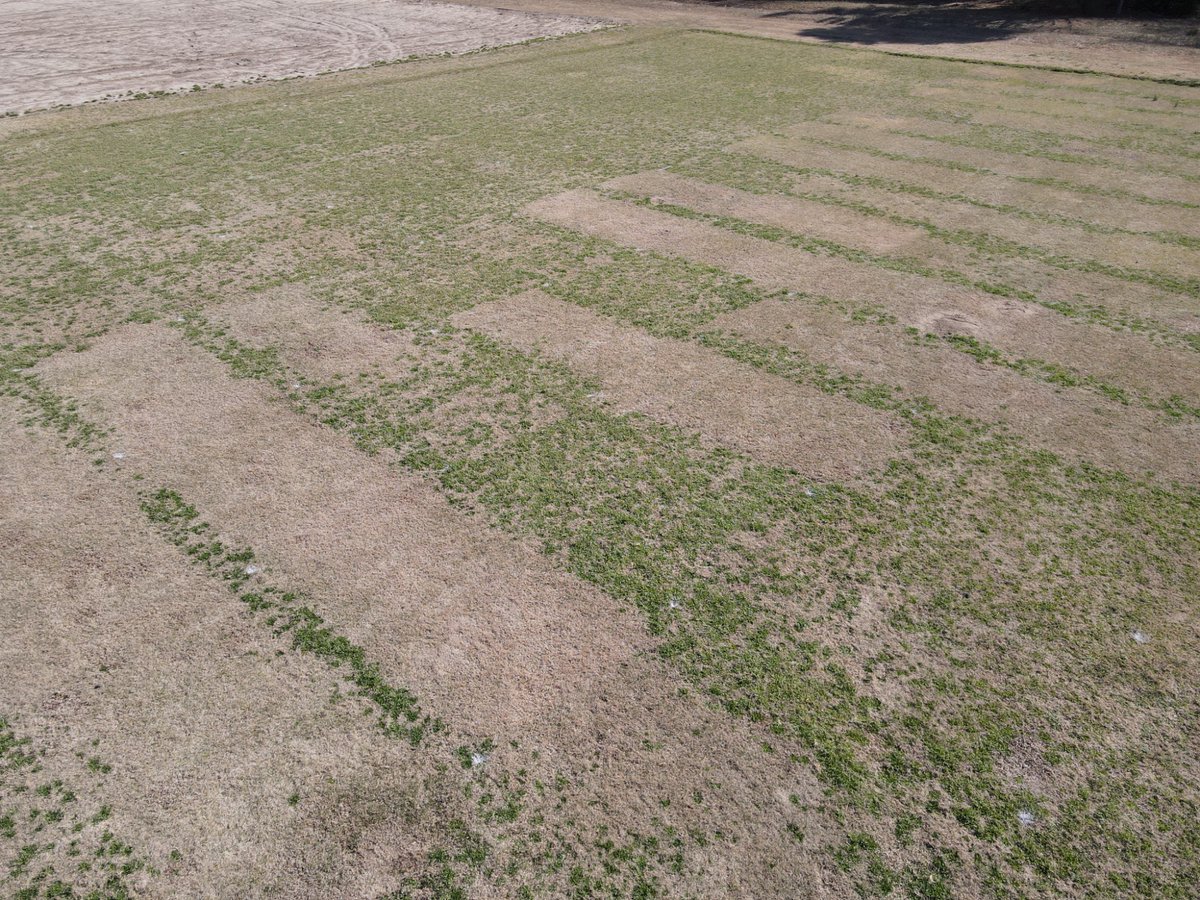 JJBenelli's tweet photo. Enjoyed another couple of weeks looking at replicated poa research plots. Visually - the best and most consistent performers across trials were the treatments that incorporated multiple MOAs. https://t.co/Kk7zHLTH5E