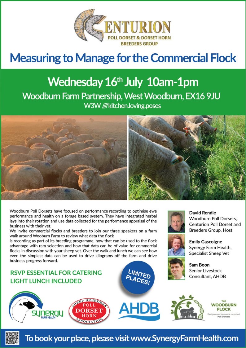 Centurion Dorset Sheep Breeding Group tweet media