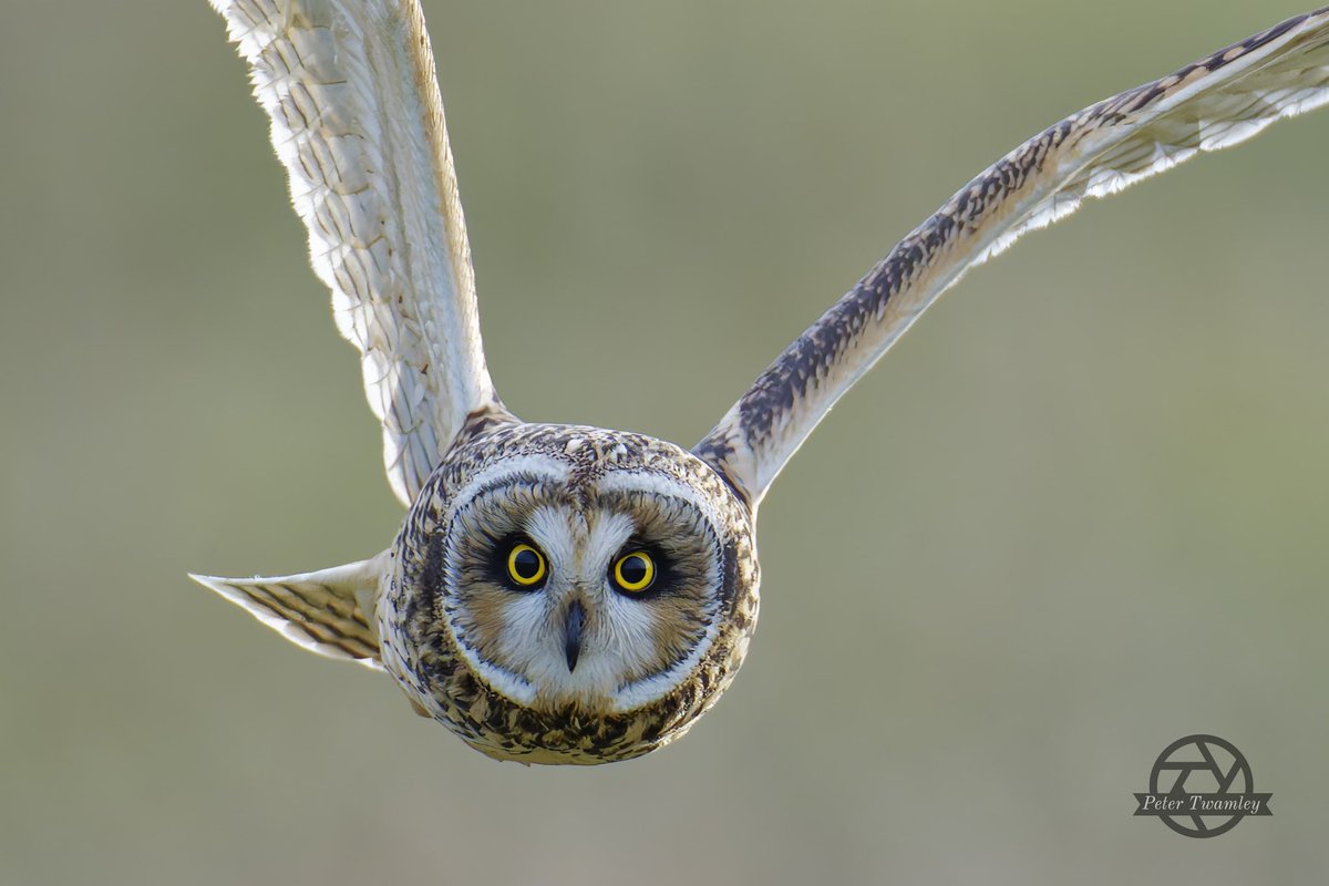 Short eared owl, NE Dorset great new location with 5 present #TwitterNatureCommunity
