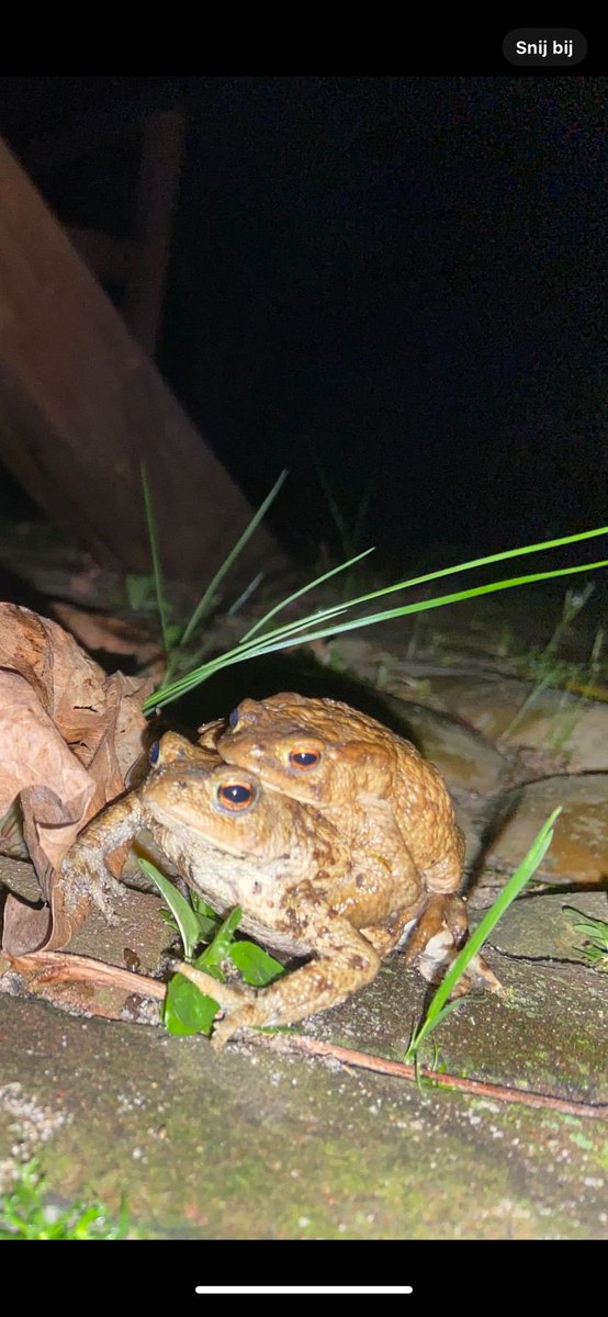 De #lentekriebels zijn weer in volle gang! Gewoon in de achtertuin.