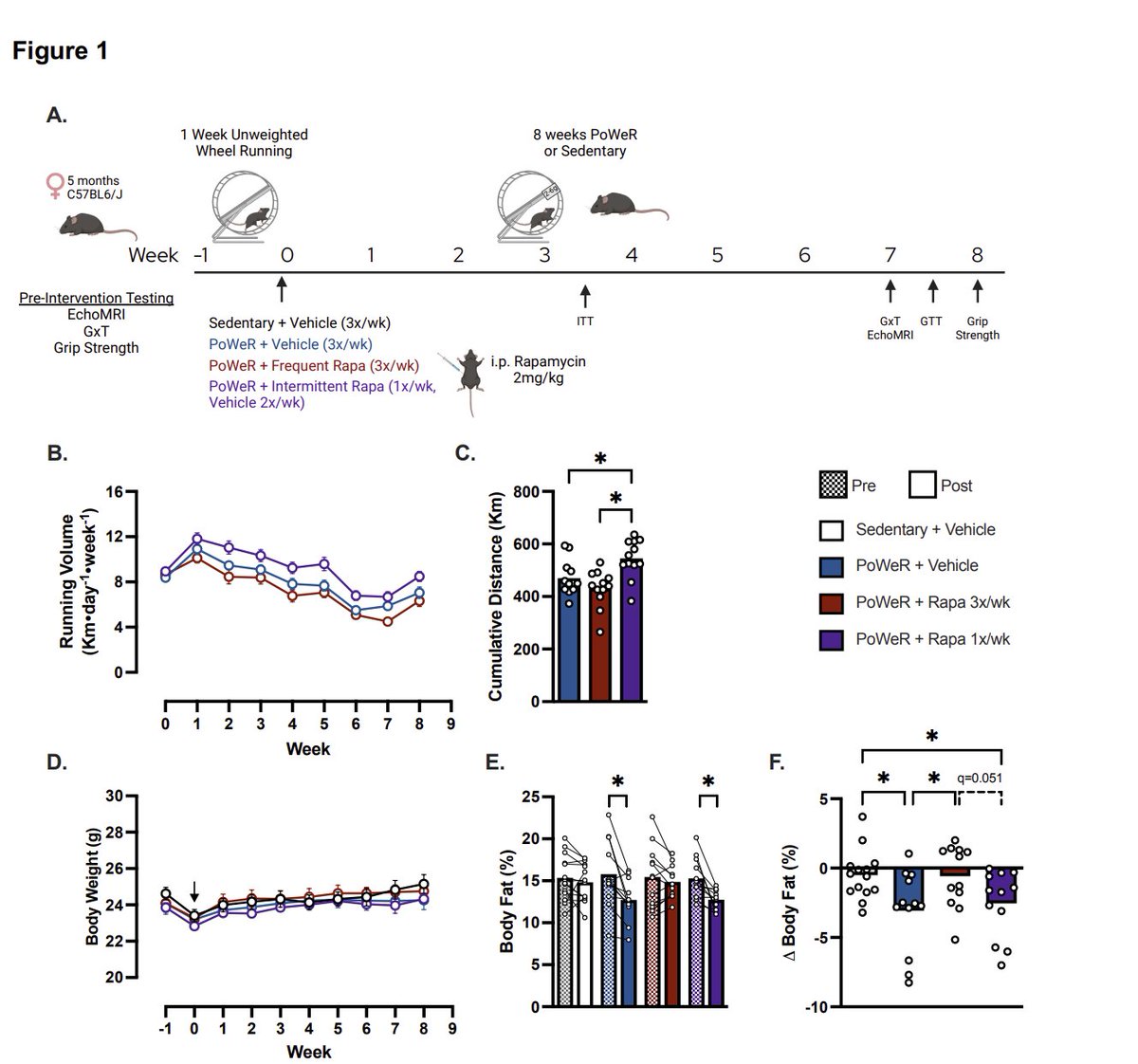 Agingdoc⭐David Barzilai🔔MD PhD MS MBA DipABLM🩺 (@agingdoc1) on Twitter photo Rapamycin does not compromise physical performance or muscle hypertrophy after PoWeR while intermittent rapamycin alleviates glucose disruptions by frequent rapamycin
👉"Rapamycin is largely compatible with exercise adaptations"
<a href="/LammingLab/">Lamming Lab</a> <a href="/HornbergerLab/">The Hornberger Lab</a> and coauthors 🏆 Rapamycin does not compromise physical performance or muscle hypertrophy after PoWeR while intermittent rapamycin alleviates glucose disruptions by frequent rapamycin
👉"Rapamycin is largely compatible with exercise adaptations"
<a href="/LammingLab/">Lamming Lab</a> <a href="/HornbergerLab/">The Hornberger Lab</a> and coauthors 🏆