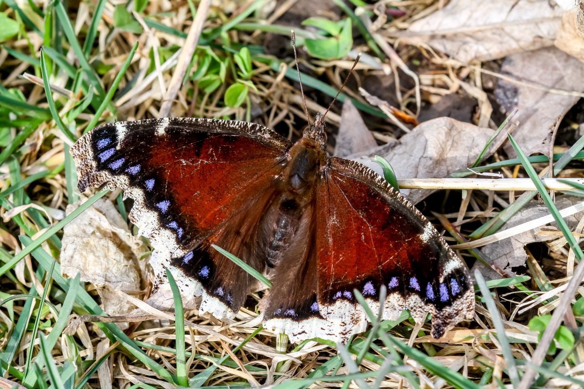 The mourning cloak butterfly (Nymphalis antiopa) came back for an encore this afternoon. #butterfly #butterflies #Lepidoptera #Illinois #nature #photography #wildlifephotography