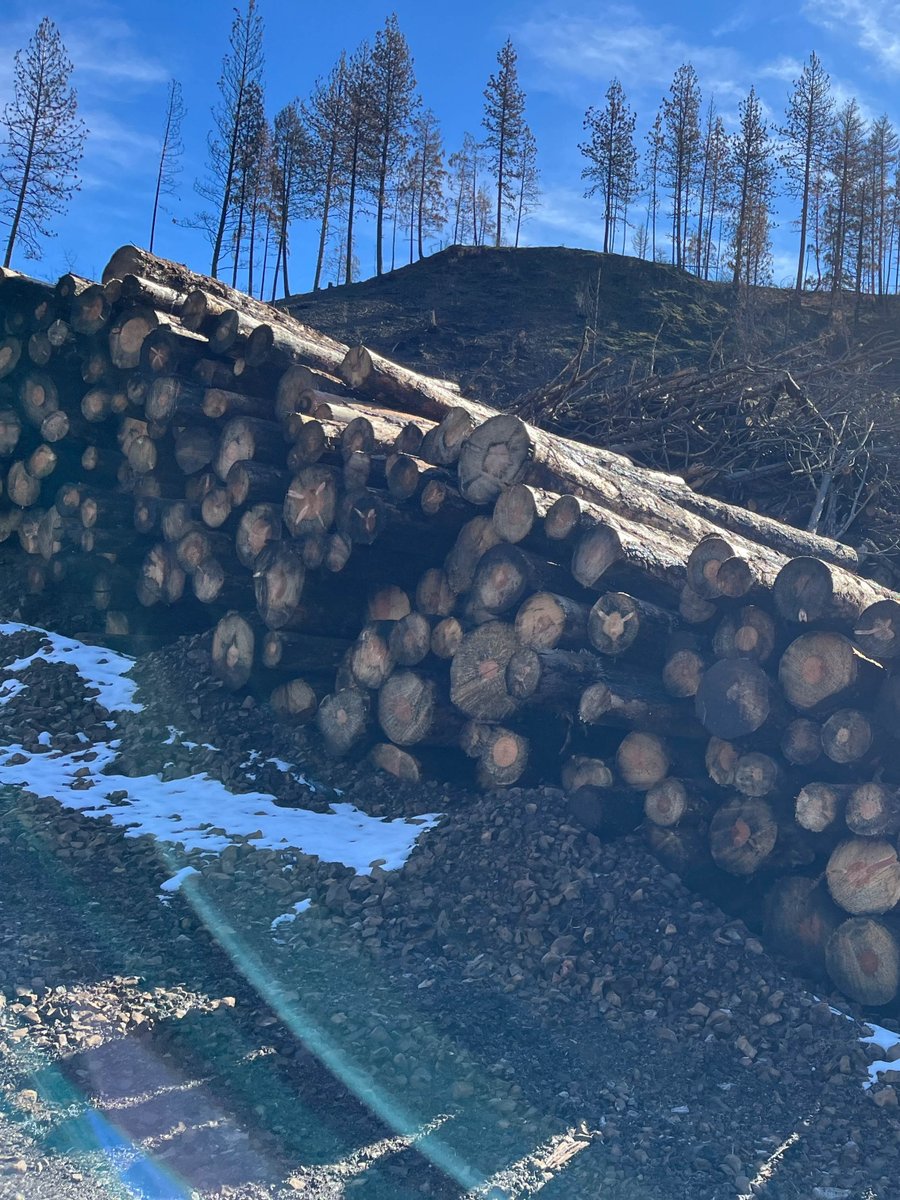 Mast Reforestation tweet media