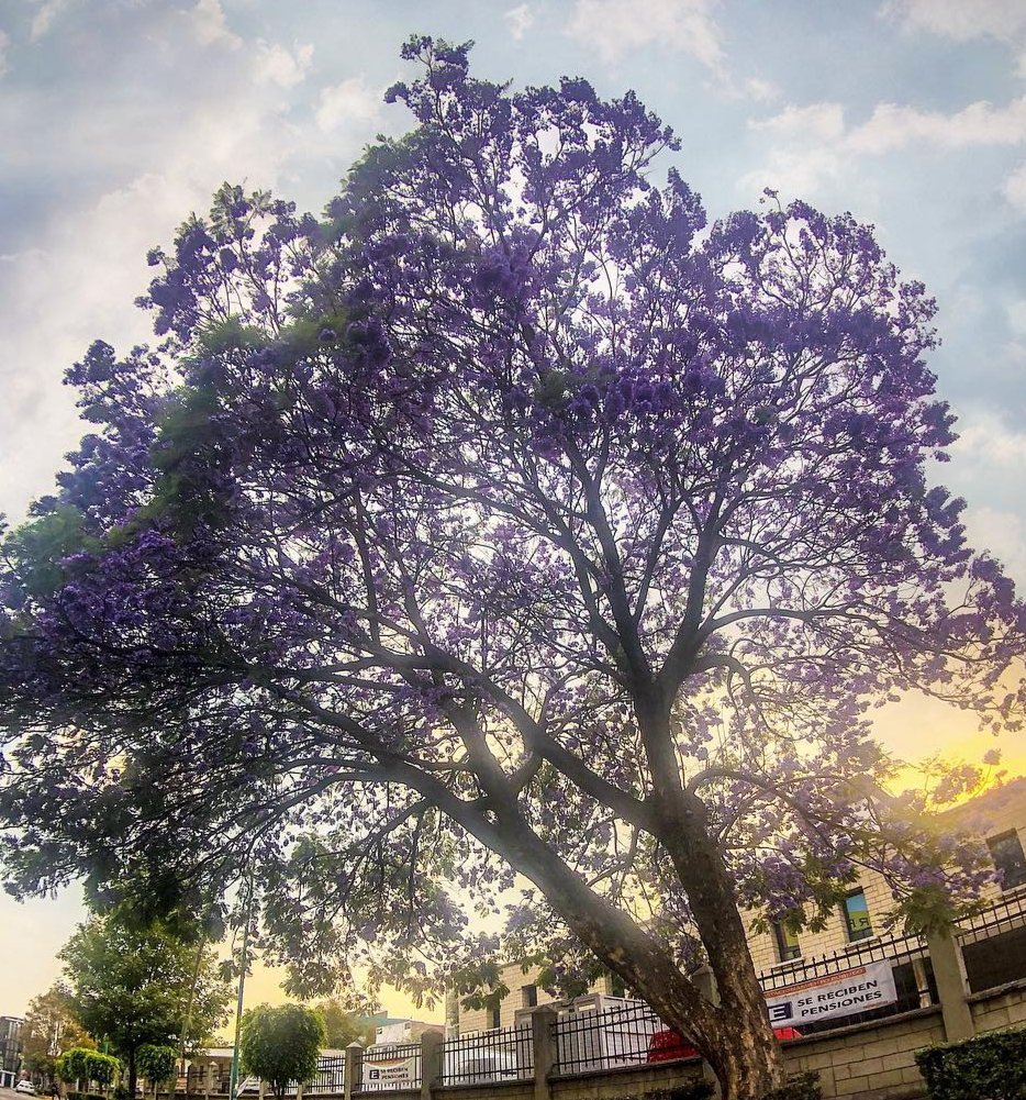 AlfredLiraF's tweet photo. @JorgeNikaidoB MLMSalinas #cdmx #fotografia #concursos #JacarandaAzteca &amp; #jacarandasazteca https://t.co/DV1et71Eul