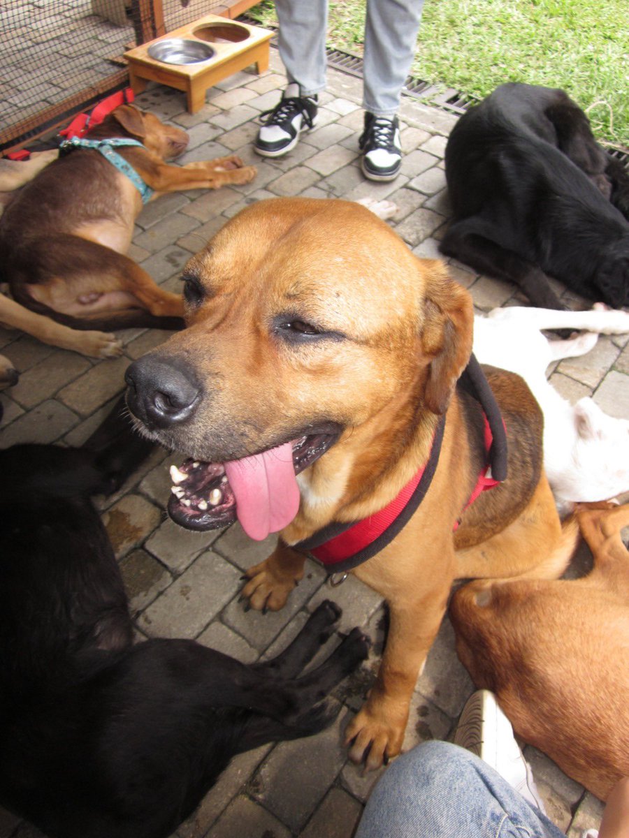 GrupoSeresEafit's tweet image. Holaaa me llamo Bebe y sigo buscando familia, si estas interesado en adoptarme escribe a nuestro dm