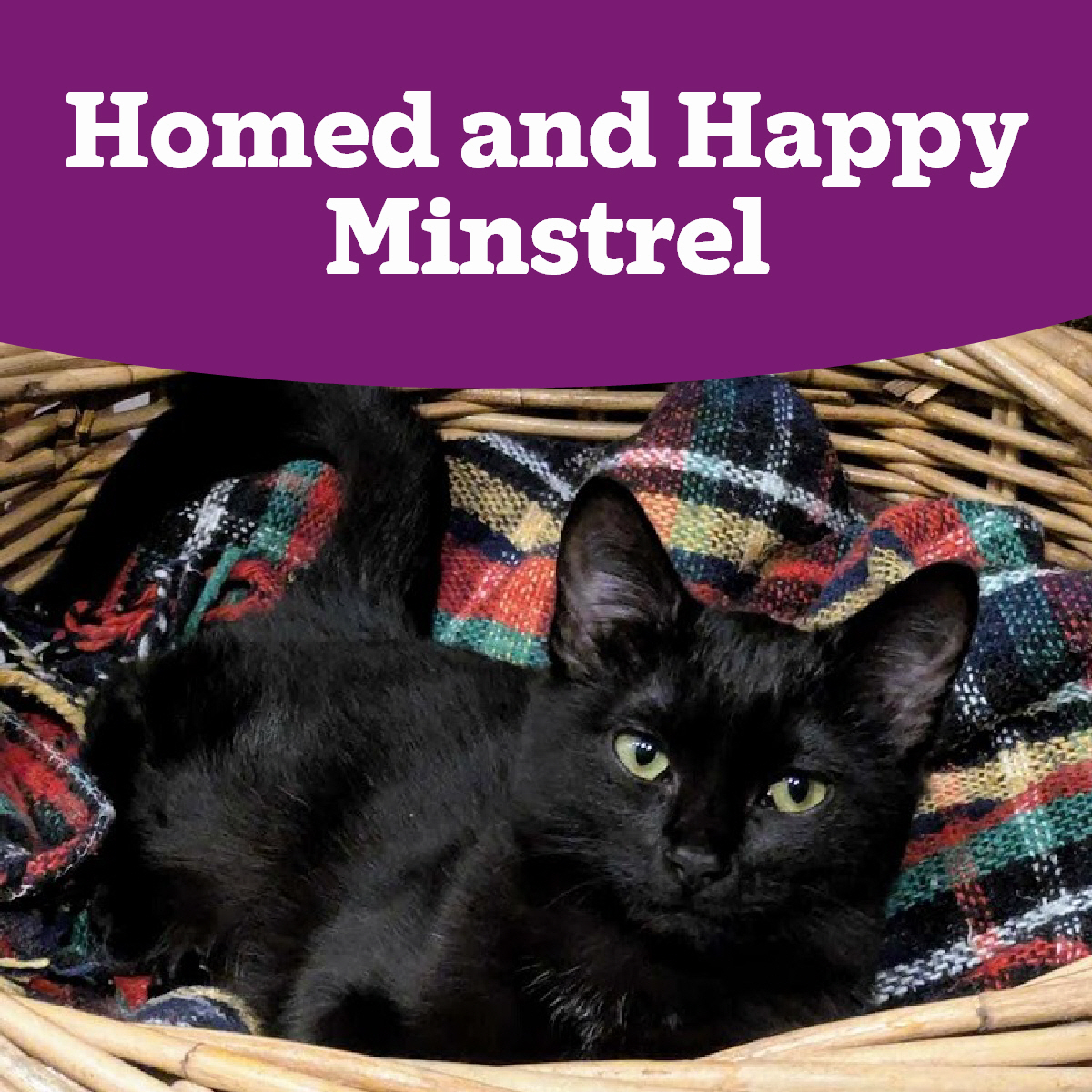 CPFalHel's tweet photo. Sweet foster kittens Magic and Minstrel are very happy in their forever homes 🥰 https://t.co/YKQ5fdkKN4