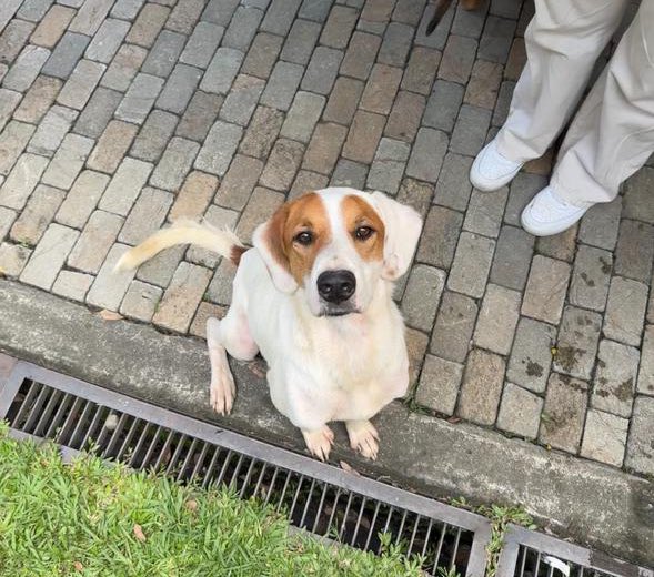 GrupoSeresEafit's tweet image. Hola me llamo niño y quiero ser parte de tu familia! Si estas interesado en adoptarme escribe a nuestro dm