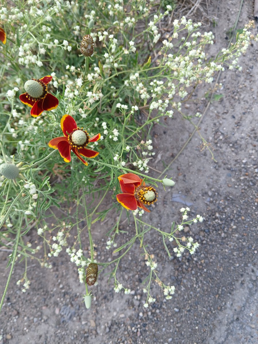 RogerGonzoCom's tweet image. #VelvetRush Wild Snake Flowers