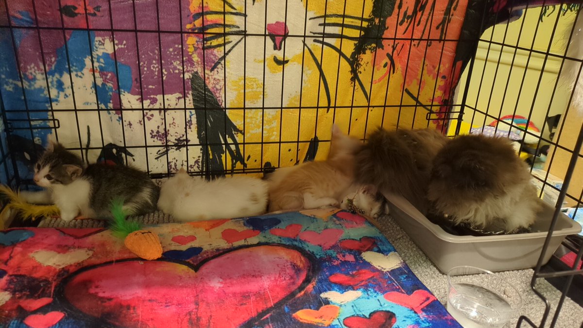 GSFurCon's tweet image. Good afternoon everyone! We have our charity here in the dealers den with some adorable faces looking for homes! Arnt here but want to help? Check out their website.
wonkyheartsanimalhaven.org/donate