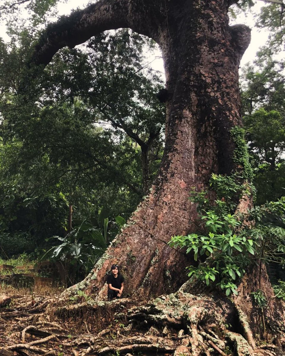 hannnrist's tweet photo. Hari ini saya mengunjungi mbah buyut di Bantul. Berdiri pohon kepuh dan radu alas, memberikan kehidupan untuk kita. Tak kenal maka tak sayang. Jadi berkunjung adalah cara untuk meningkatkan rasa sayang kita.
#Resan #Wreksa #Sendang #MataAir #Darah #Mbah https://t.co/5w1CA3UUyY