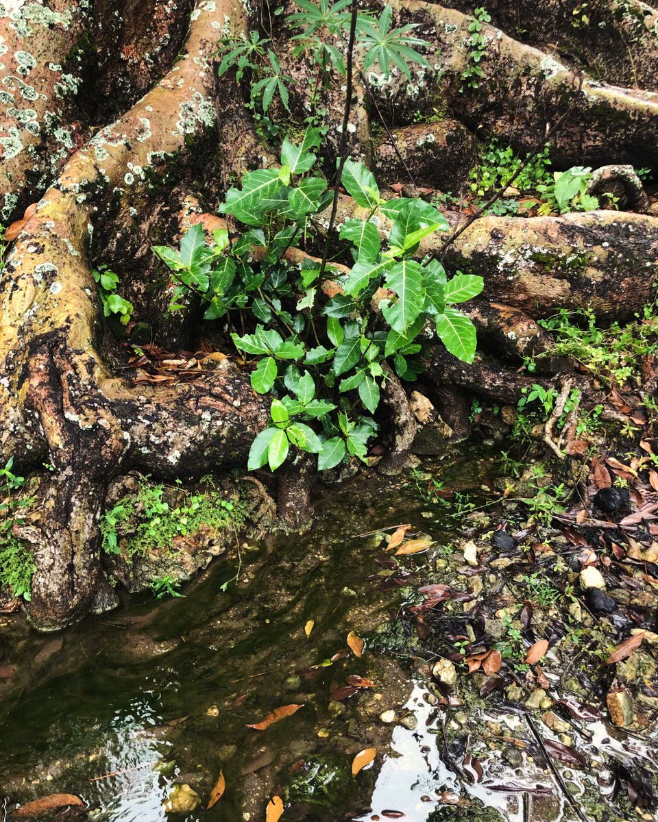 hannnrist's tweet photo. Hari ini saya mengunjungi mbah buyut di Bantul. Berdiri pohon kepuh dan radu alas, memberikan kehidupan untuk kita. Tak kenal maka tak sayang. Jadi berkunjung adalah cara untuk meningkatkan rasa sayang kita.
#Resan #Wreksa #Sendang #MataAir #Darah #Mbah https://t.co/5w1CA3UUyY