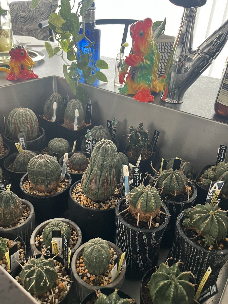 rikaaa313's tweet photo. #plans
たまには植物も!
春になってきたから、外も中もこれから成長が楽しみ😊
#オベサ #obesa #バリダ #valida #yuccarostrata #ユッカロストラータ
#ヘドラ #hedorah https://t.co/iUGRbLIWVH