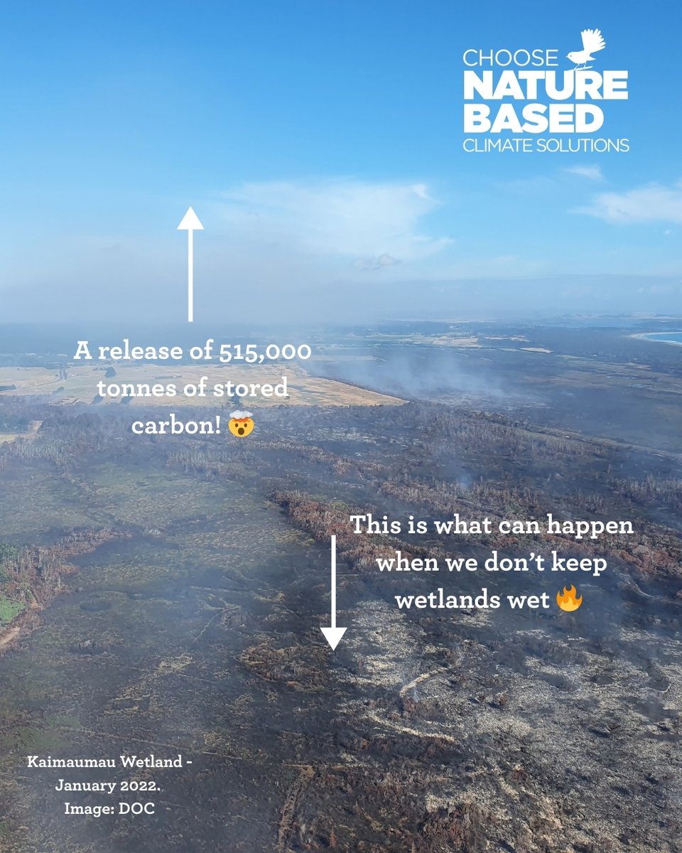 Forest_and_Bird's tweet photo. 💧 Wetlands are the most effective natural carbon sinks we have. But, when they burn, they become major carbon sources.

🔥 More than 600,000 tonnes of carbon – worth an estimated $32 million – were lost in devastating fires in 2022 at two of NZ’s most important peat wetlands, Kaimaumau (Northland) and Awarua (Southland).

🌿 Keeping wetlands wet is key to climate resilience💧

Let's protect and restore wetlands. It's a Nature-based Solution (NbS) – and it works! 💚

Read more: https://t.co/EclMBytO98

#ProtectOurWetlands #ClimateAction #NatureBasedSolutions #NZConservation #HelpNatureHelpUs