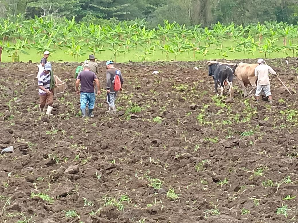 DCarpintru10003's tweet photo. Ni la inclemencias del tiempo impidieron que los trabajadores de la unidad #1 de apollo a la administración  realizará la siembra del cultivo de la yuca para la campaña de primavera #SoberaniaAlimebtaria  #UnidosMasQueNunca #Yateras #CamYat https://t.co/keCNnBvNIb