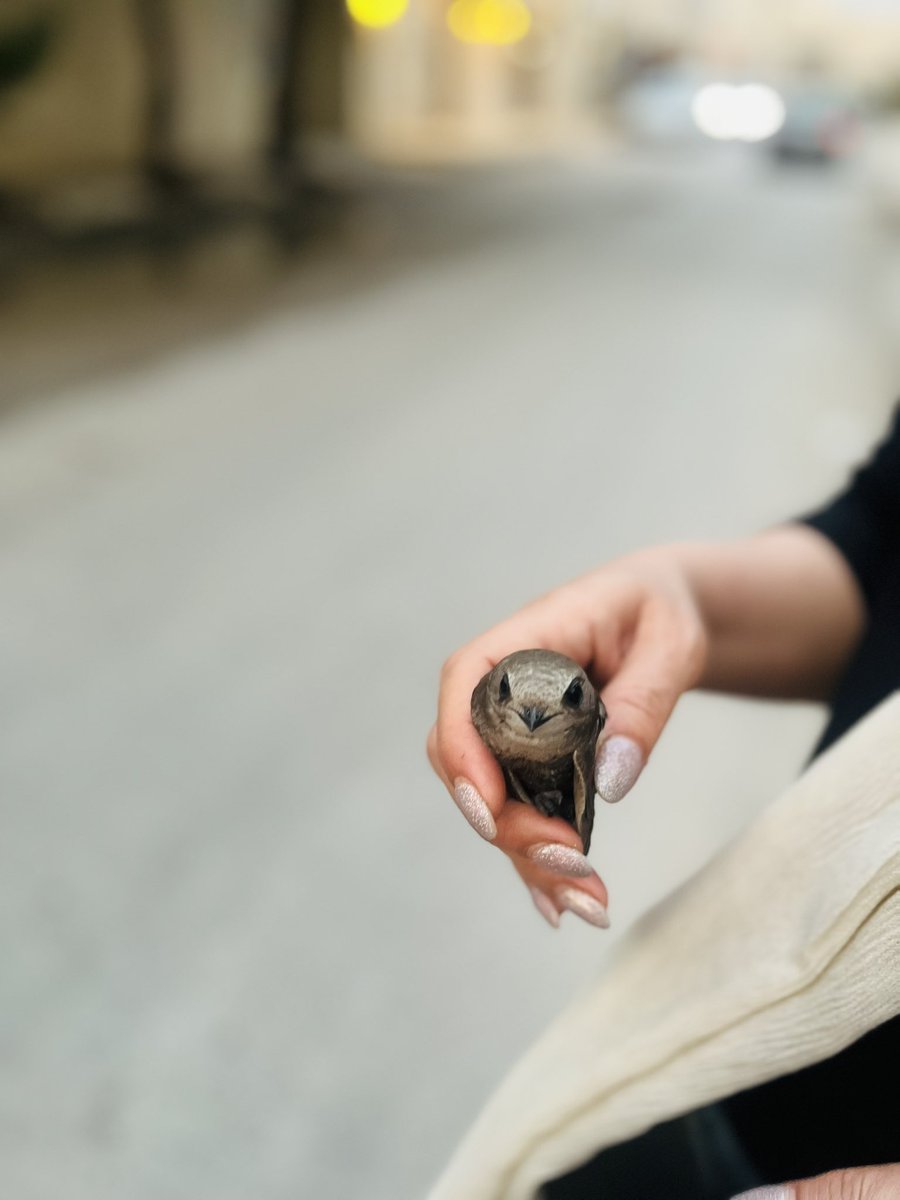 غزلم، نه غزال.🐥 tweet media