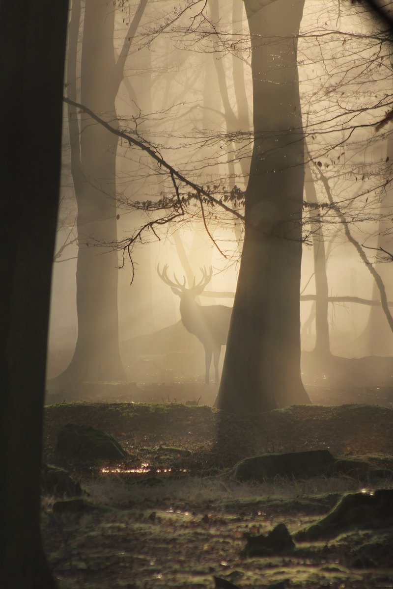 GinieFimo's tweet photo. Hey TwiXtter, tu veux voir des merveilles ? ✨
Je photographie les animaux sauvages avec passion, toujours à la recherche de l’instant parfait. 
Un regard, un mouvement, une émotion 📸🦌
Un RT peut changer ma vie !
Aidez-moi à faire voyager mes images 🙏 https://t.co/64FbCex7dX