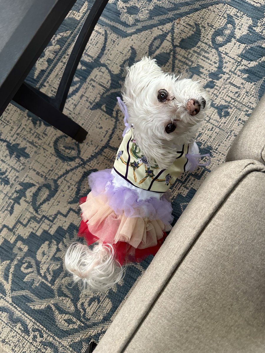 since the hunger games renaissance is in full force again it’s time to bring back my little puppy in her lucy gray dress