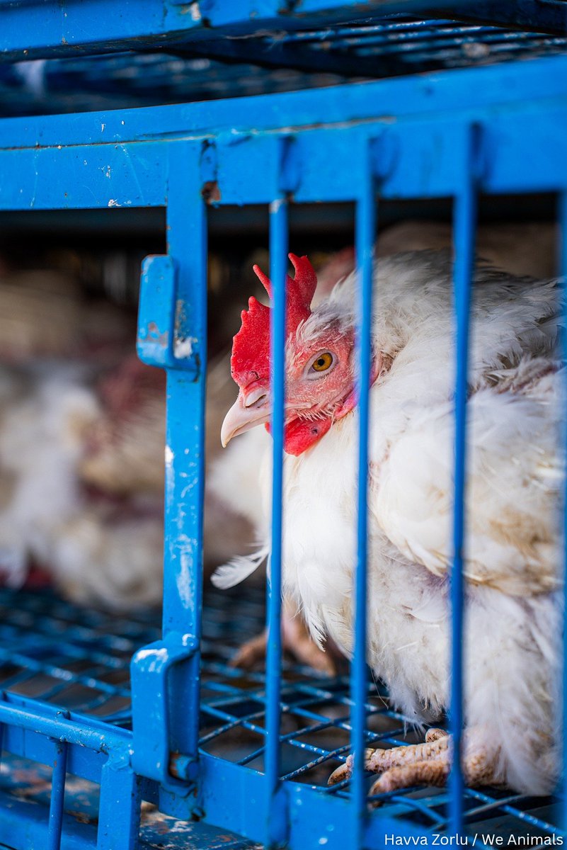 The_Vegan_Daily's tweet image. Fight for animals like you’d want to be fought for if you were in their position. 📢