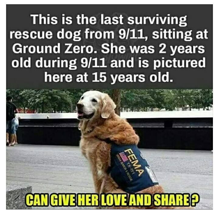 Beyond The Leash (@beyond_theleash) on Twitter photo 