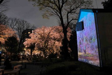 The image captures a beautifully lit cherry blossom tree at Rikugien Garden during a special night viewing event. The tree, identified as a weeping cherry (しだれ桜), is illuminated with soft lights, enhancing its delicate pink blossoms against the deep blue night sky. The setting is serene, with the garden's pathways and other trees faintly visible in the background. The post text mentions that this event was held until March 30, 2025, and notes the fleeting nature of this year's cherry blossoms. The overall atmosphere is tranquil and picturesque, highlighting the ephemeral beauty of the cherry blossoms in a traditional Japanese garden setting.
