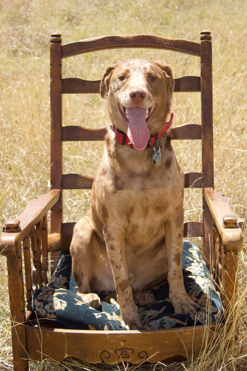 SistersInBiz's tweet image. Opie is missing from an auto accident
The accident happened March 27, 2025 in Tulia, Texas on  I-27.
♡ Male
♡ Catahoula Mix
♡ Brown and White
Please contact (318)458-261two with any sightings or information. 
#TuliaTX #Tulia #TX #Texas and #Lostdog 🙏 
buff.ly/myOnOe8