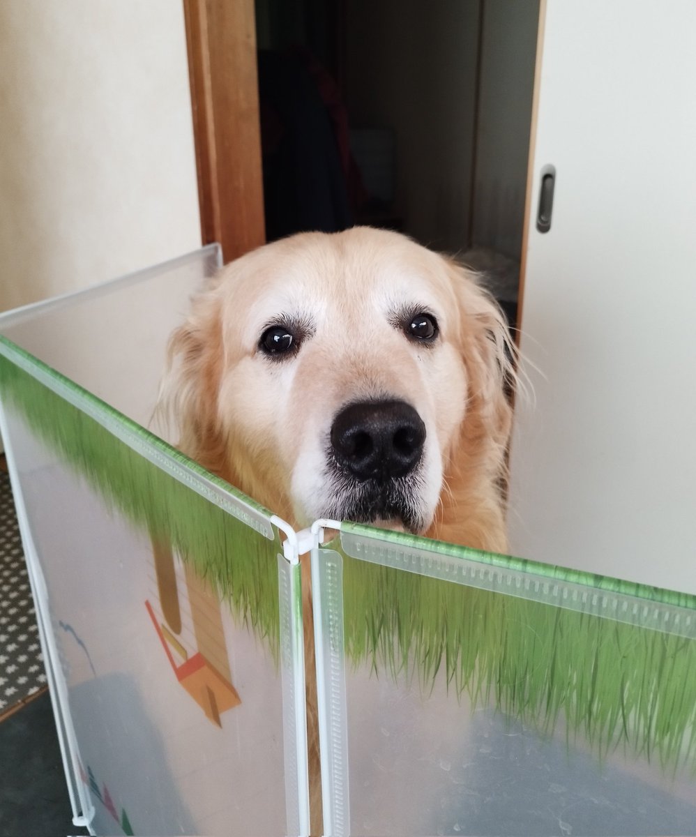 ご飯待ってね🥹🙏🙏
飼い主が悪いみたいに見えるやつ😭