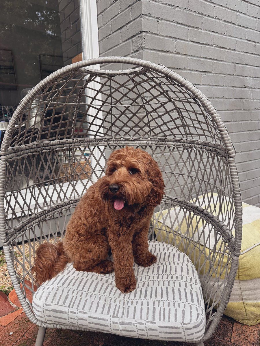 Is it even spring if your puppy can't enjoy her basket weave arch chair?