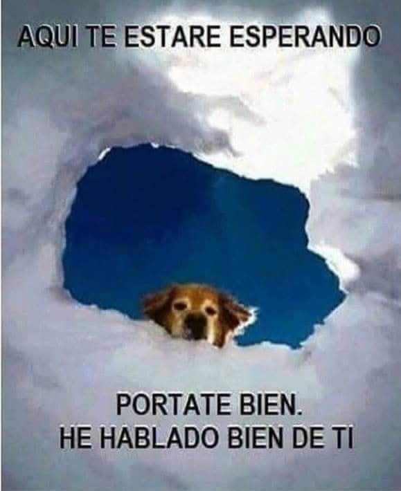 GRamirezF_D12's tweet image. ✨🙏🐾🐶🌹😪🐾✨🕊️💞❤️