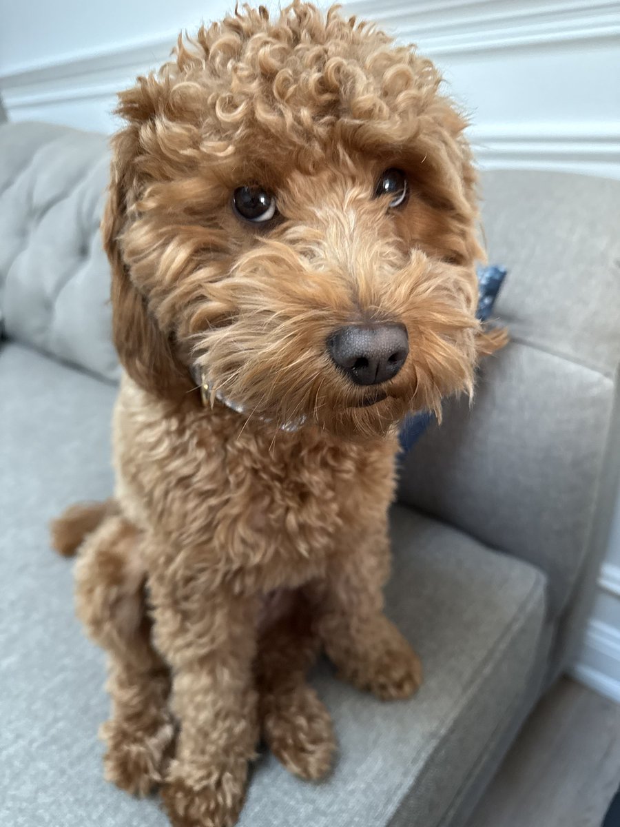 I love my job 🖤 and my dog I love him too