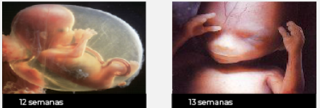 CitizenGO_MX's tweet photo. 12 semanas. 13 semanas. 💙
Con su corazón latiendo. Con sus deditos formados. Con capacidad de moverse.
A este bebé lo llaman "tejido" para justificar el aborto. Pero la verdad es clara: es un ser humano. Y su vida vale. #ElAbortoMata https://t.co/XzWHe9wEA6