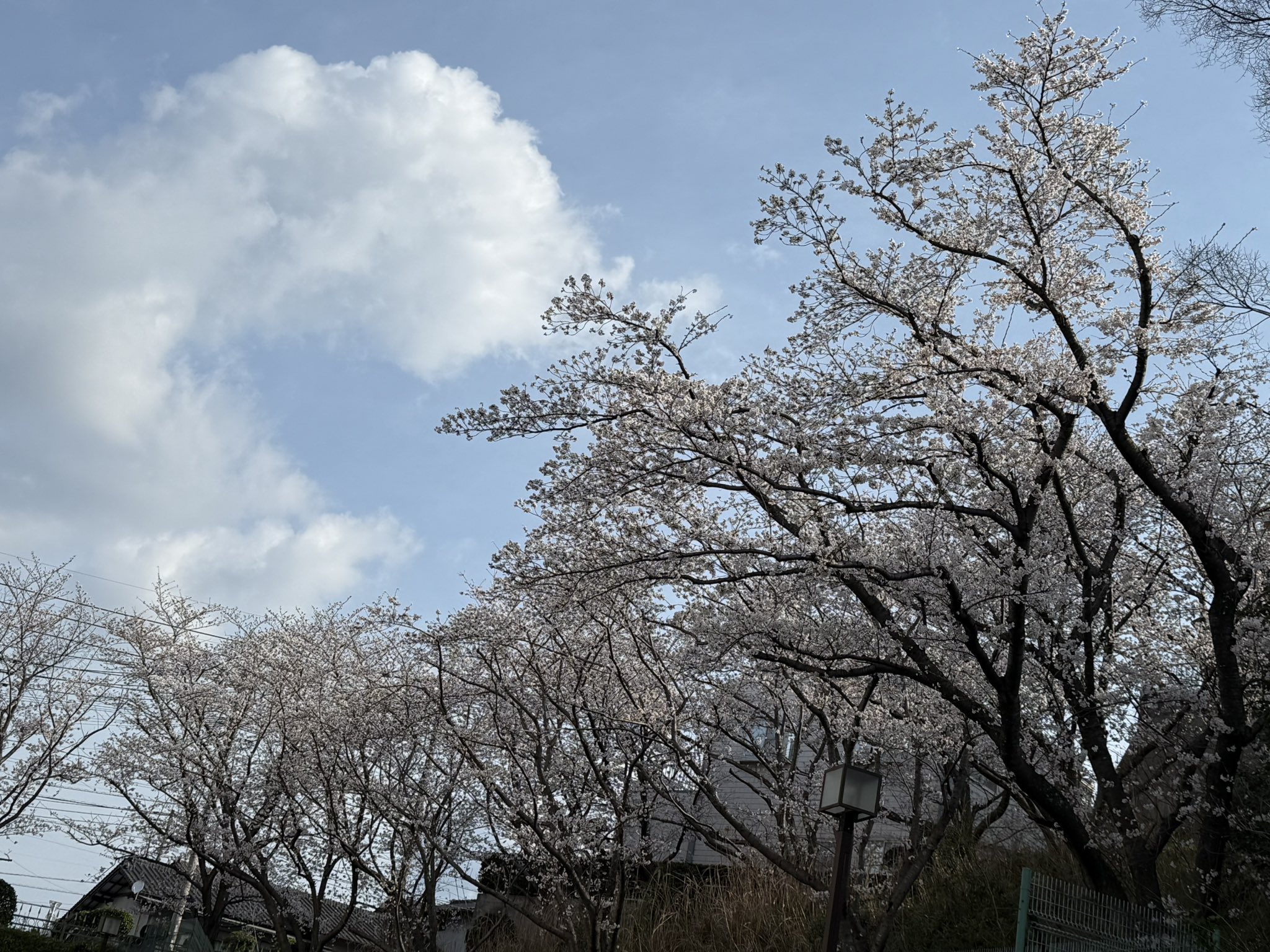 おど on X: 